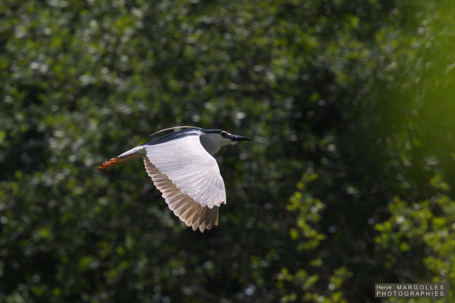Heron bihoreau-02.jpg